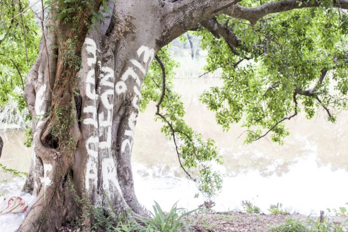 Graffiti on tree in park