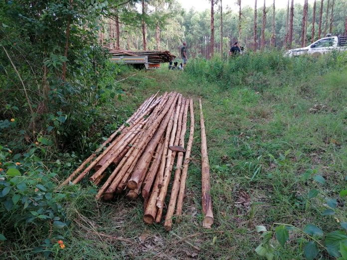 Timber thieves were apprehended by Canine Security in the Merensky plantations near Modjadjiskloof this week.